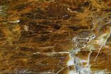 Petrified Wood (Araucioxylon) - Circle Cliffs, Utah #104629-1
